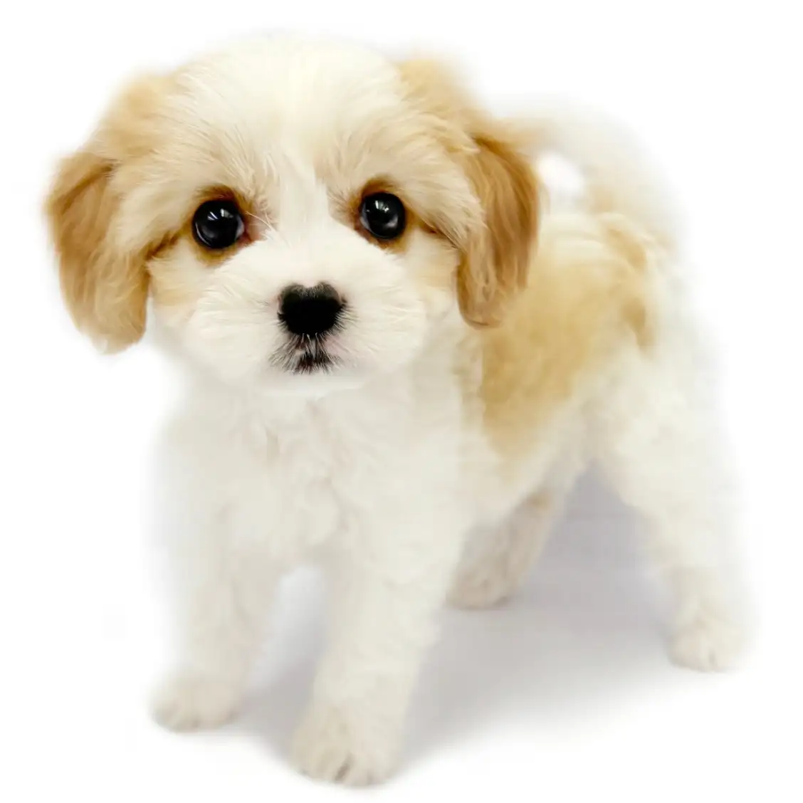 MIX（キャバリアキングチャールズスパニエル×ビションフリーゼ）