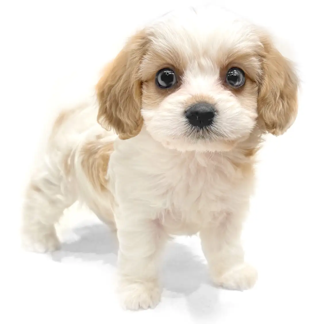 MIX（ビションフリーゼ×キャバリアキングチャールズスパニエル）