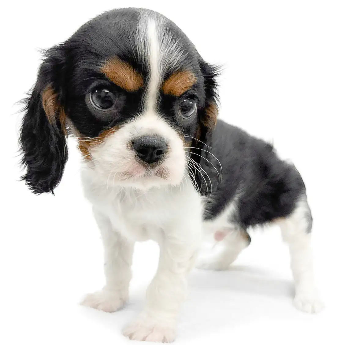 キャバリア・キングチャールズ・スパニエル