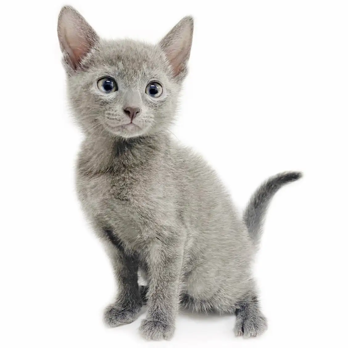 ロシアンブルー