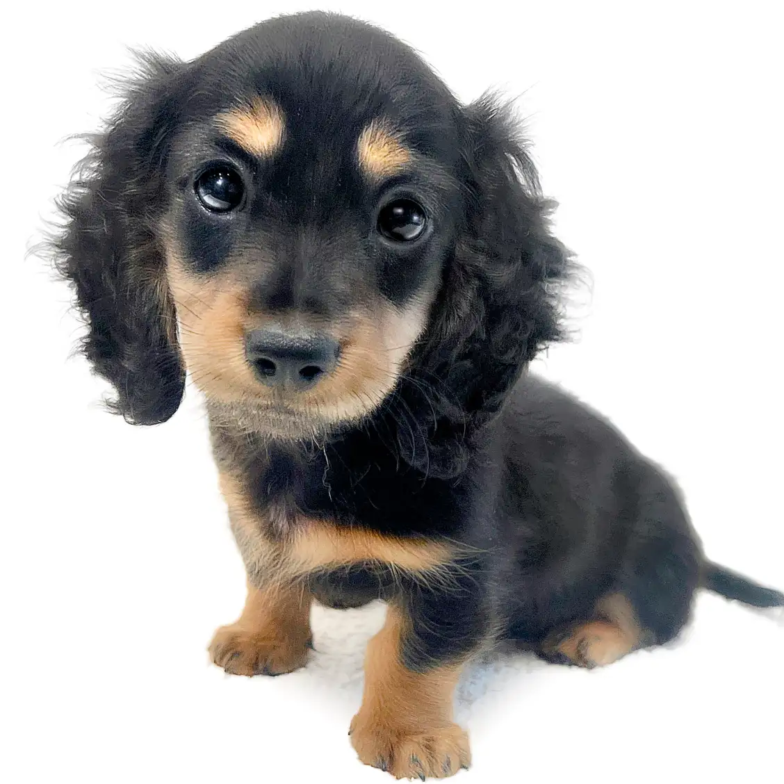 ミニチュア・ダックスフント