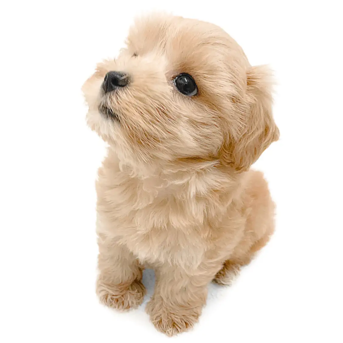 MIX（マルチーズ×トイプードル）