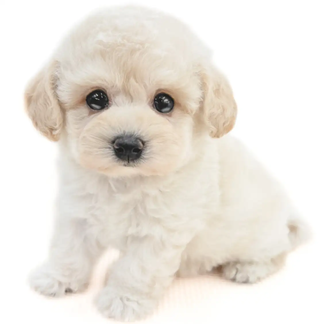 MIX（トイプードル×マルチーズ）