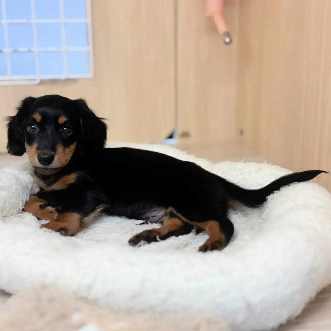 ミニチュア・ダックスフント