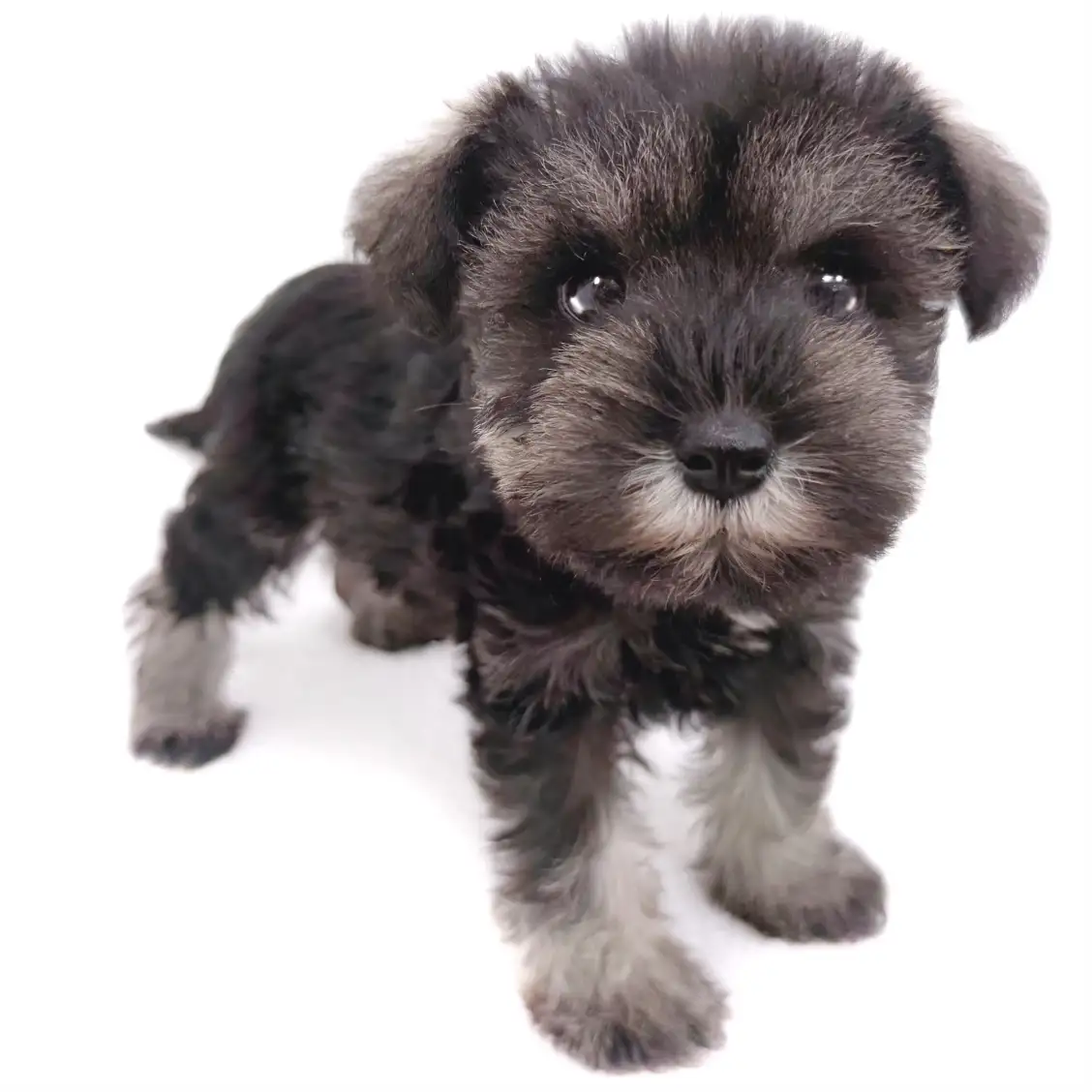 ミニチュア・シュナウザー