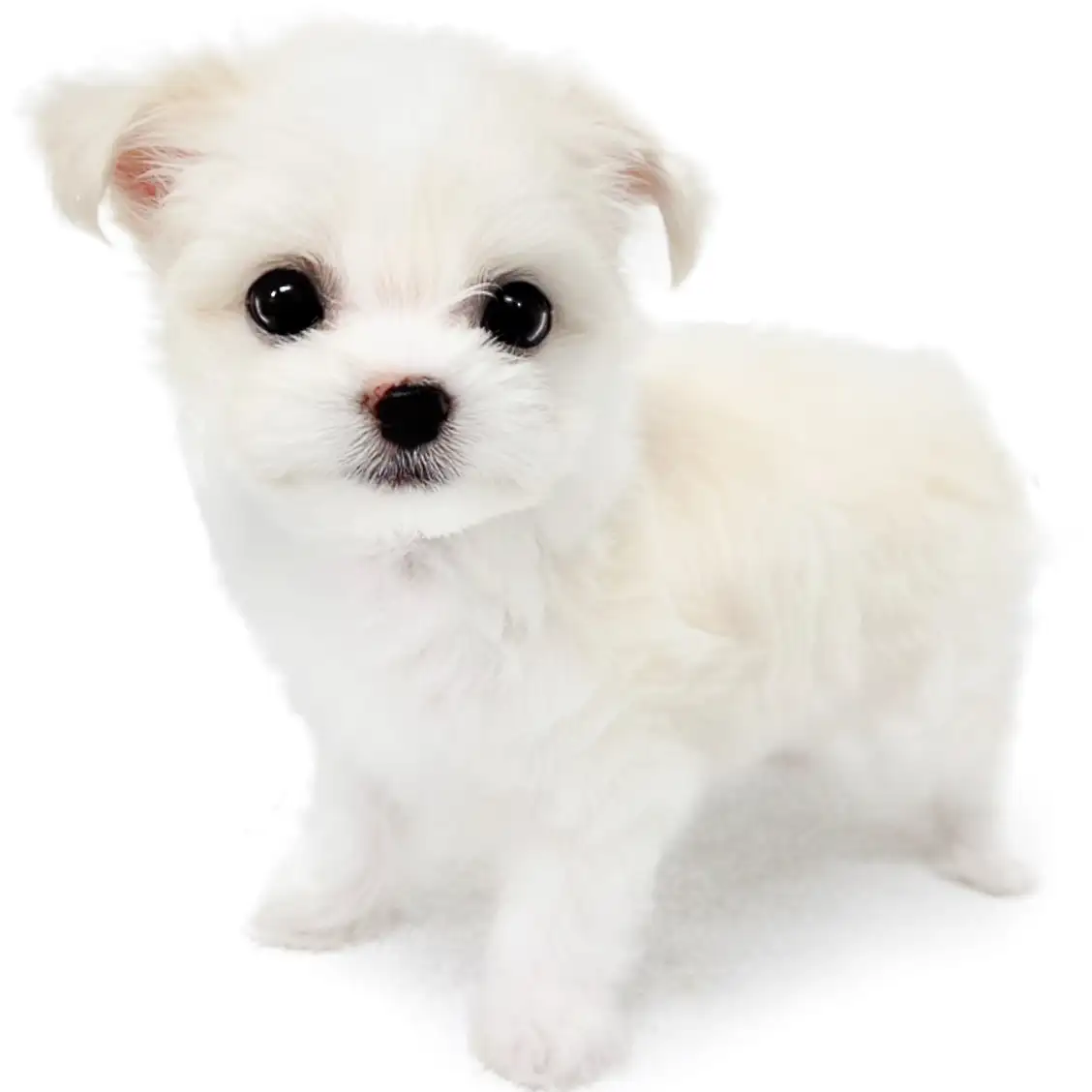 MIX（マルチーズ×チワワ）