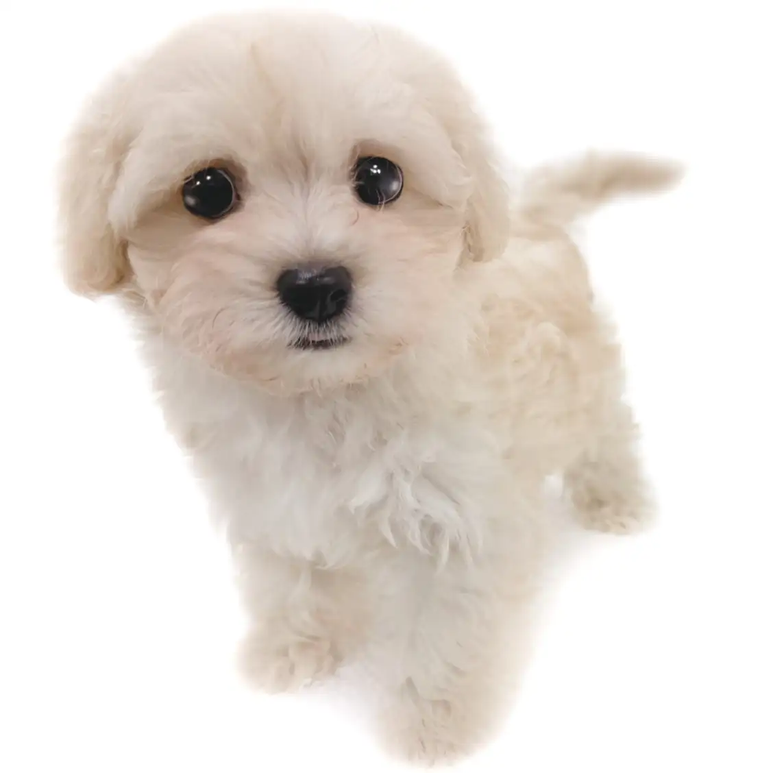 MIX(マルチーズ×トイプードル)