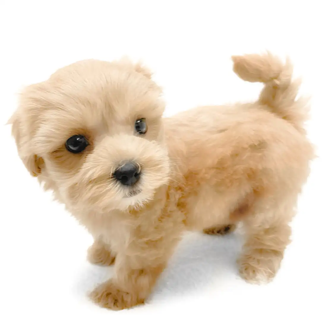 MIX（マルチーズ×トイプードル）