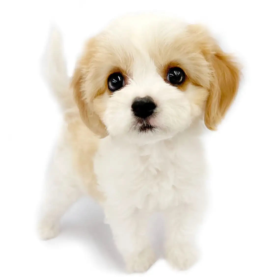 MIX（キャバリアキングチャールズスパニエル×ビションフリーゼ）