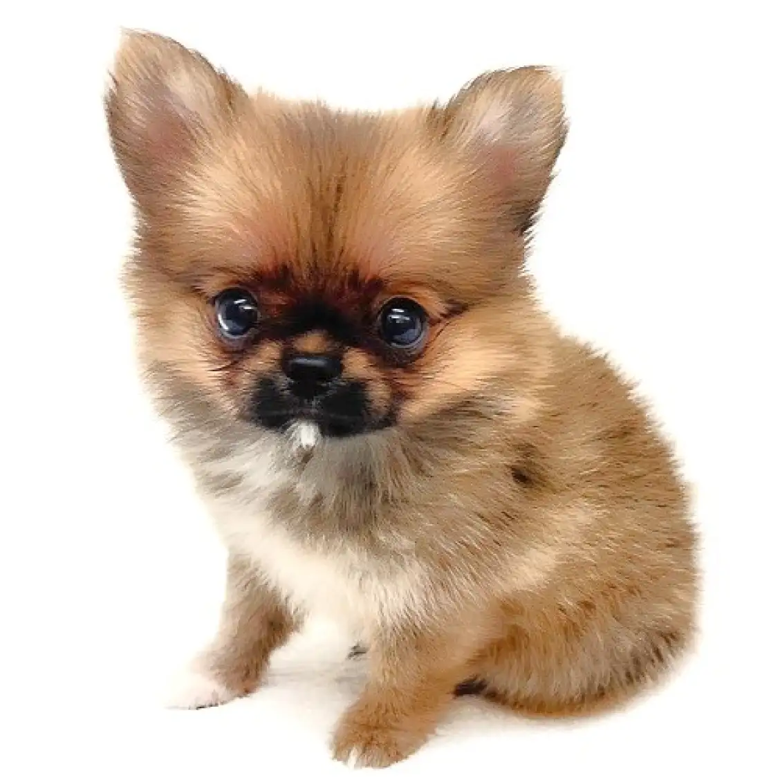 MIX(ポメラニアン×チワワ)