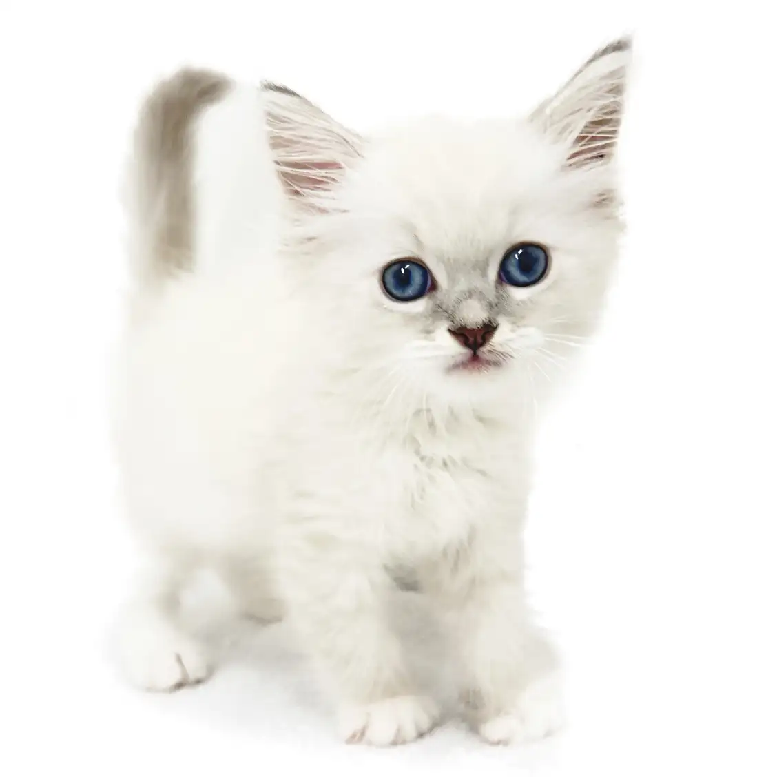 ネヴァマスカレード