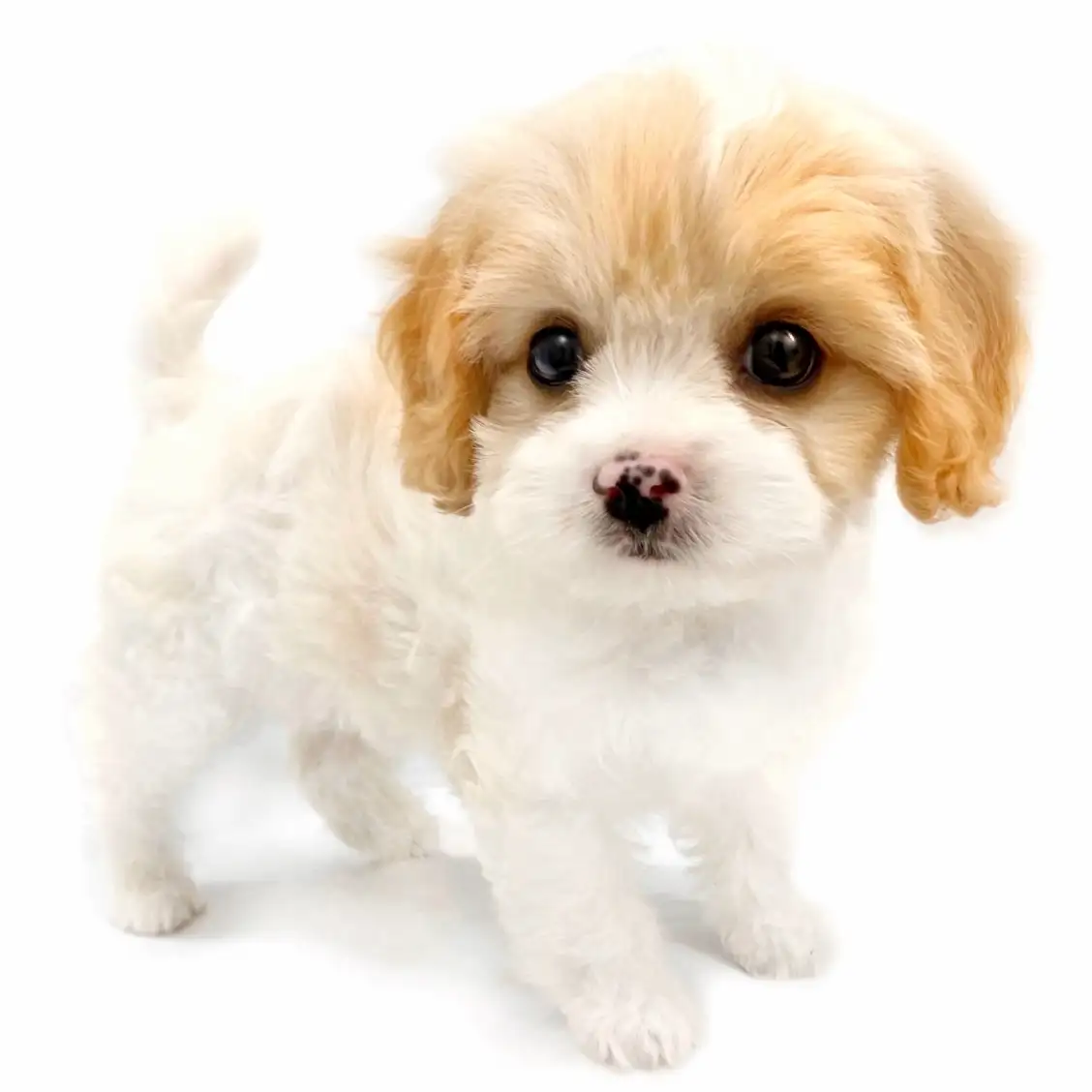 MIX（キャバリアキングチャールズスパニエル×ビションフリーゼ）