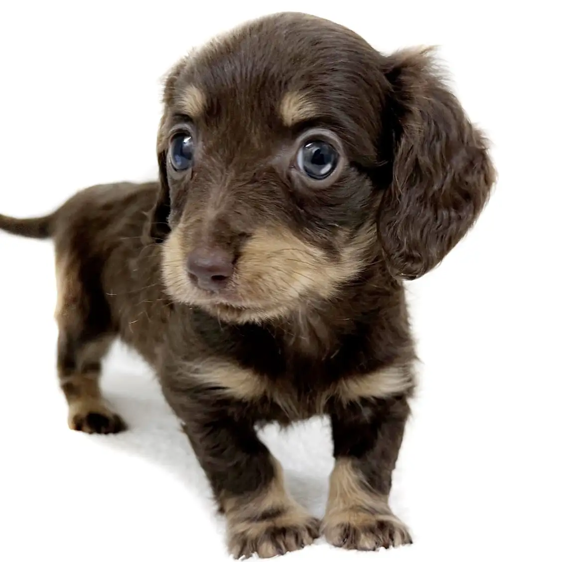 ミニチュア・ダックスフント