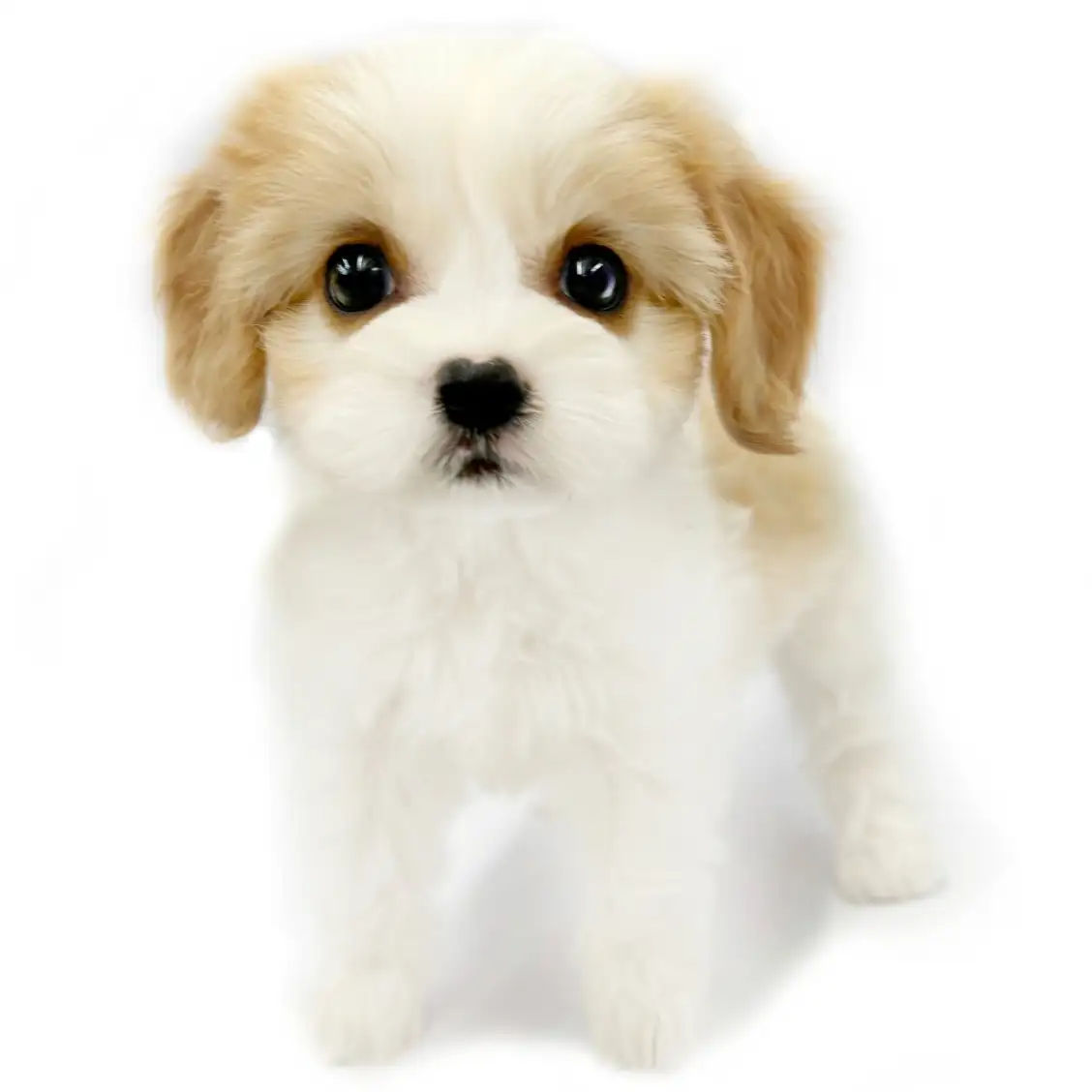 MIX（キャバリアキングチャールズスパニエル×ビションフリーゼ）