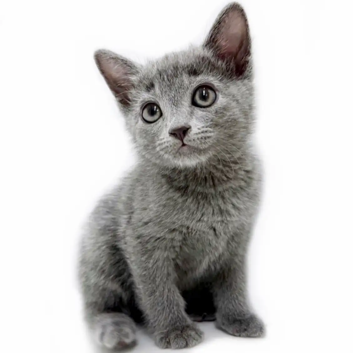 ロシアンブルー