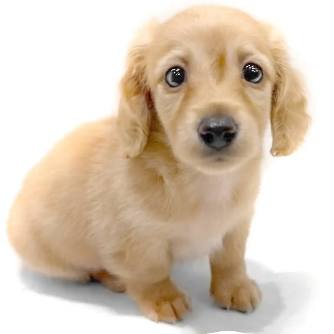 カニンヘン・ダックスフント