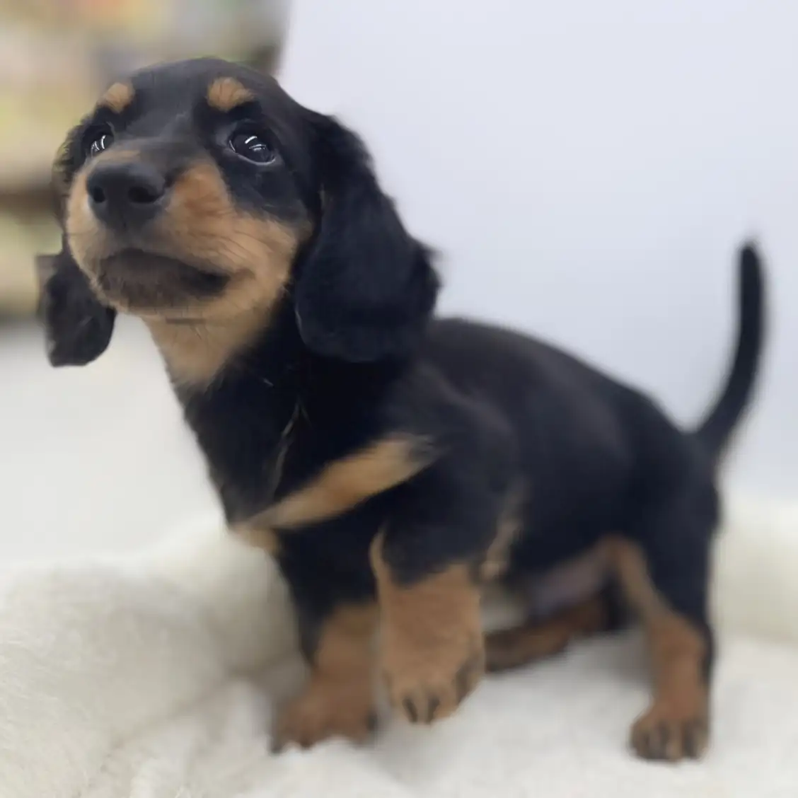 ミニチュア・ダックスフント