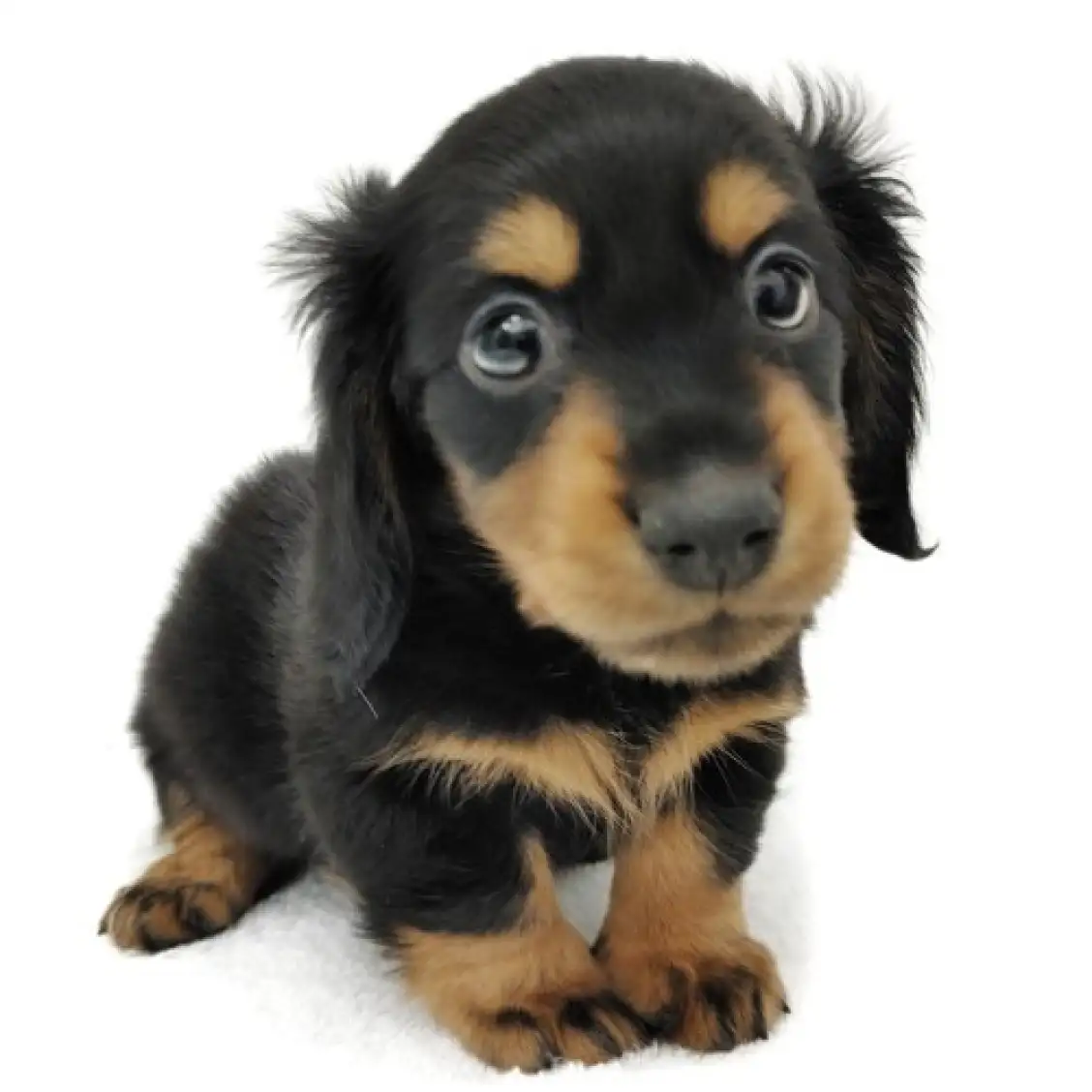 カニンヘン・ダックスフント