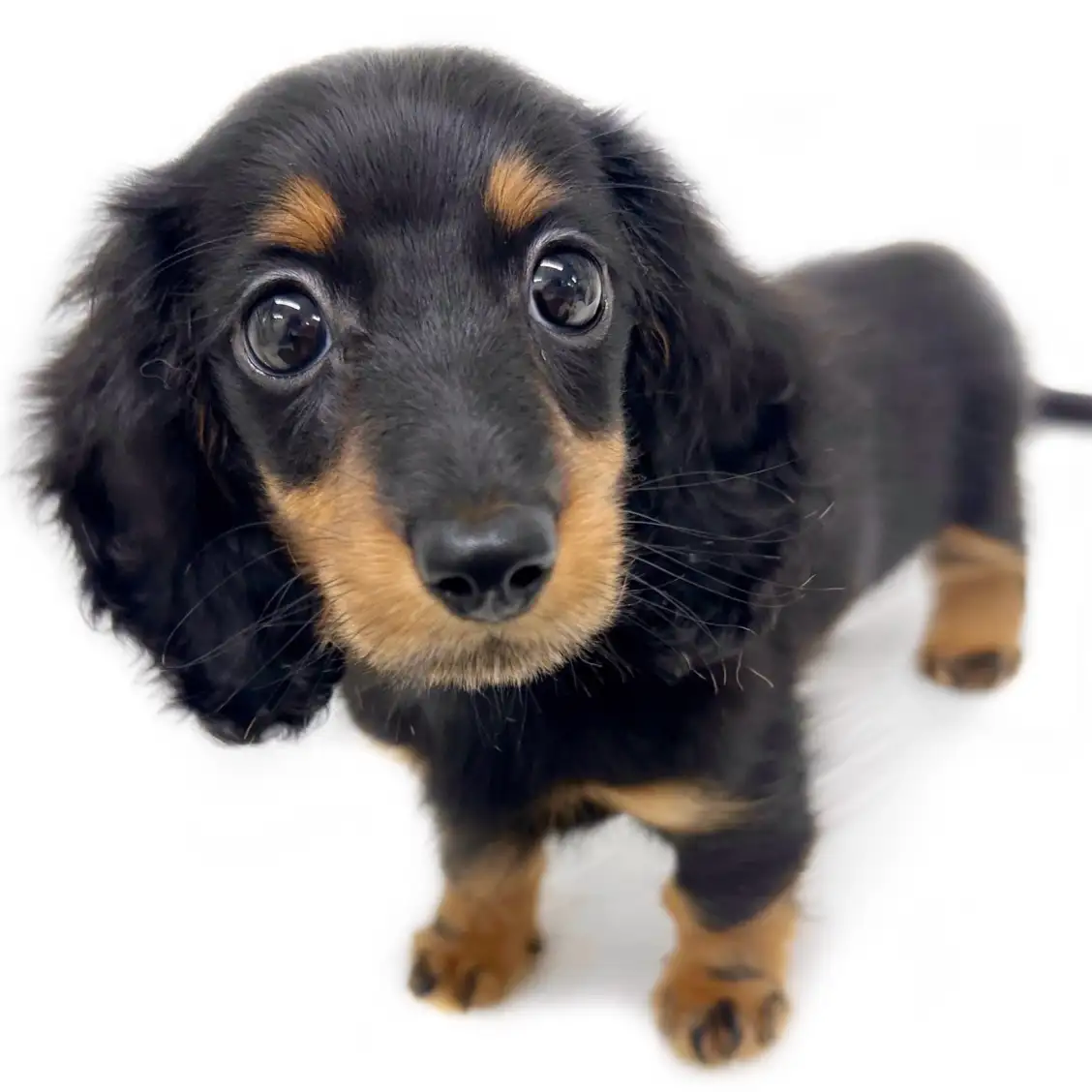 ミニチュア・ダックスフント