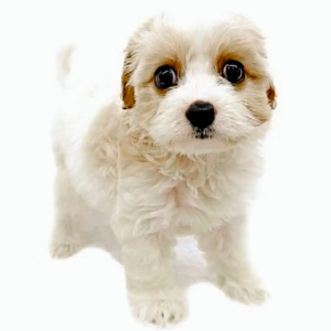 MIX(キャバリアキングチャールズスパニエル×ビションフリーゼ)