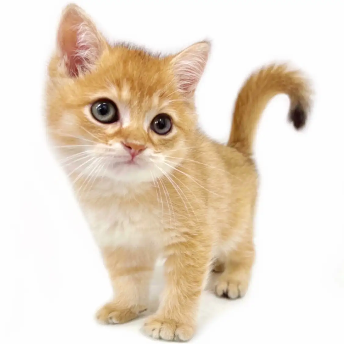 ブリティッシュショートヘア