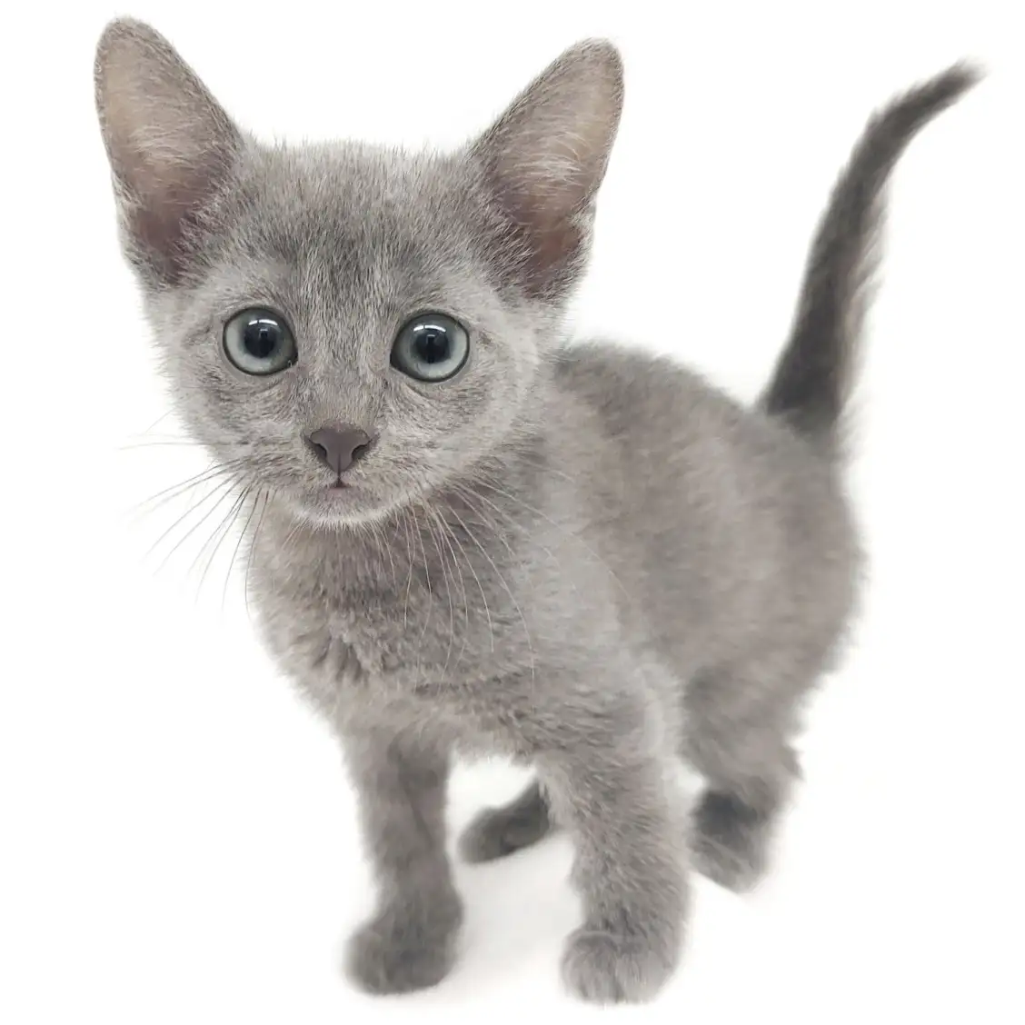 ロシアンブルー