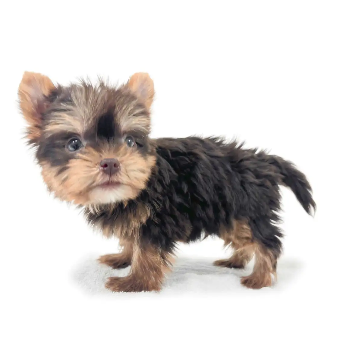 ヨークシャーテリア