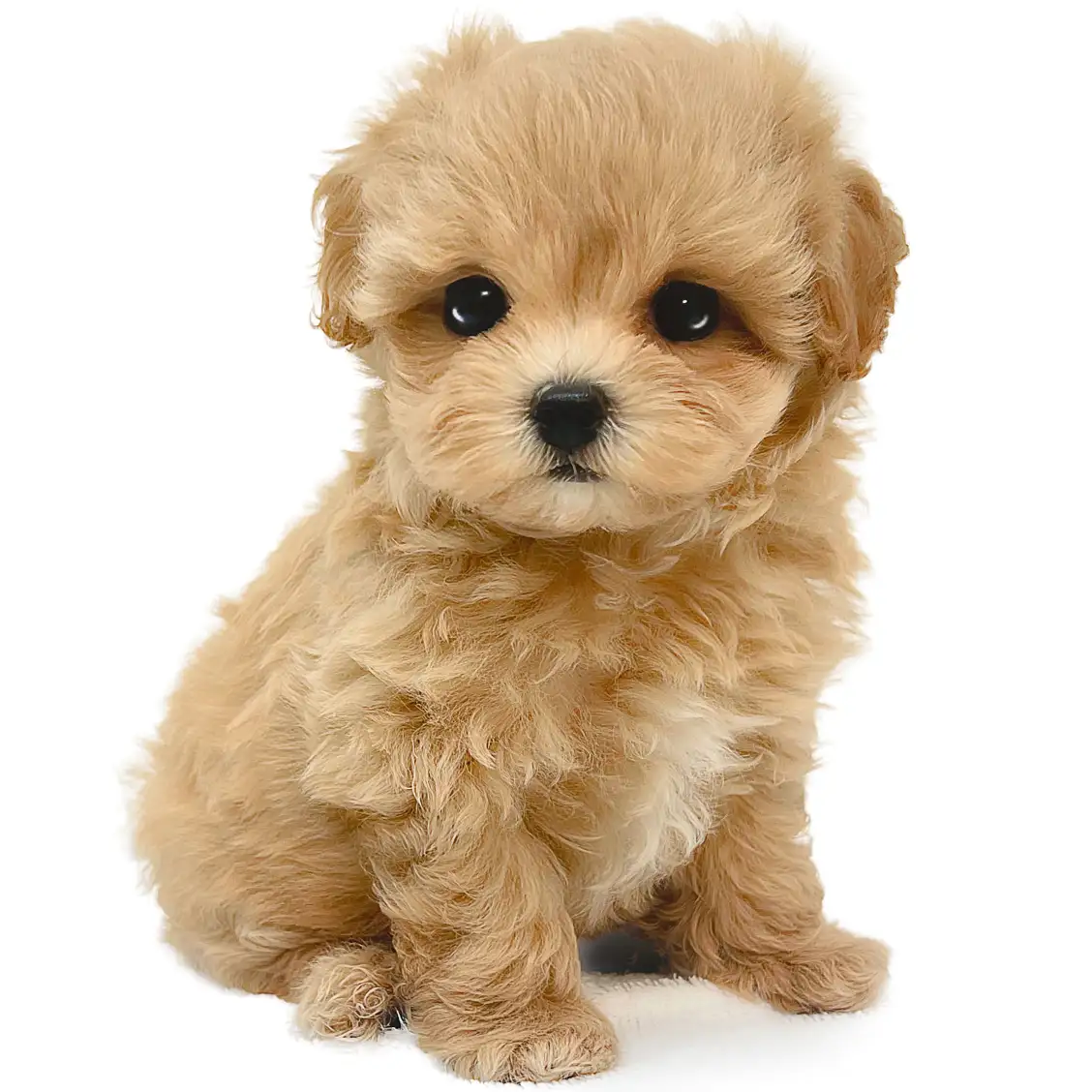 MIX(マルチーズ×トイプードル)