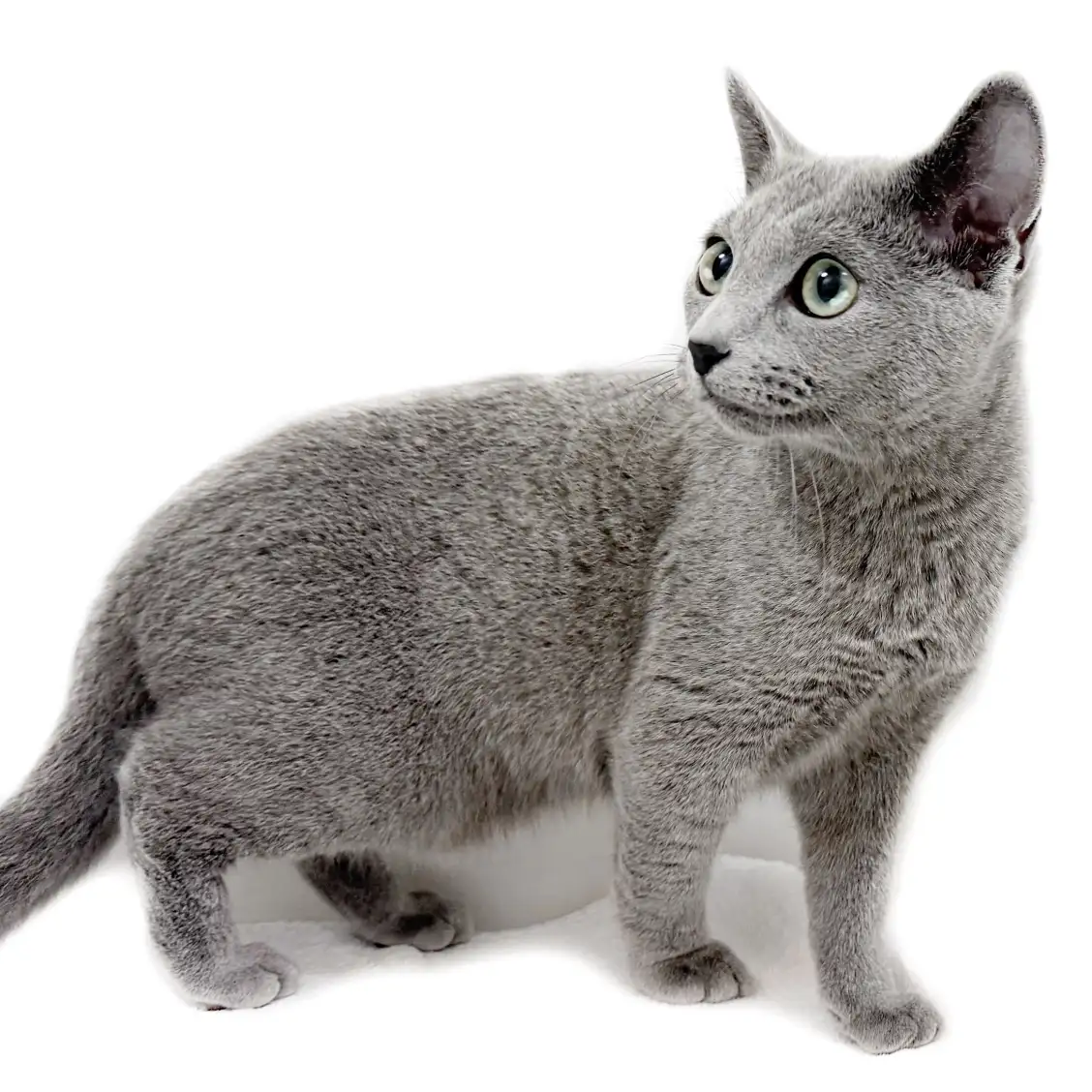 ロシアンブルー