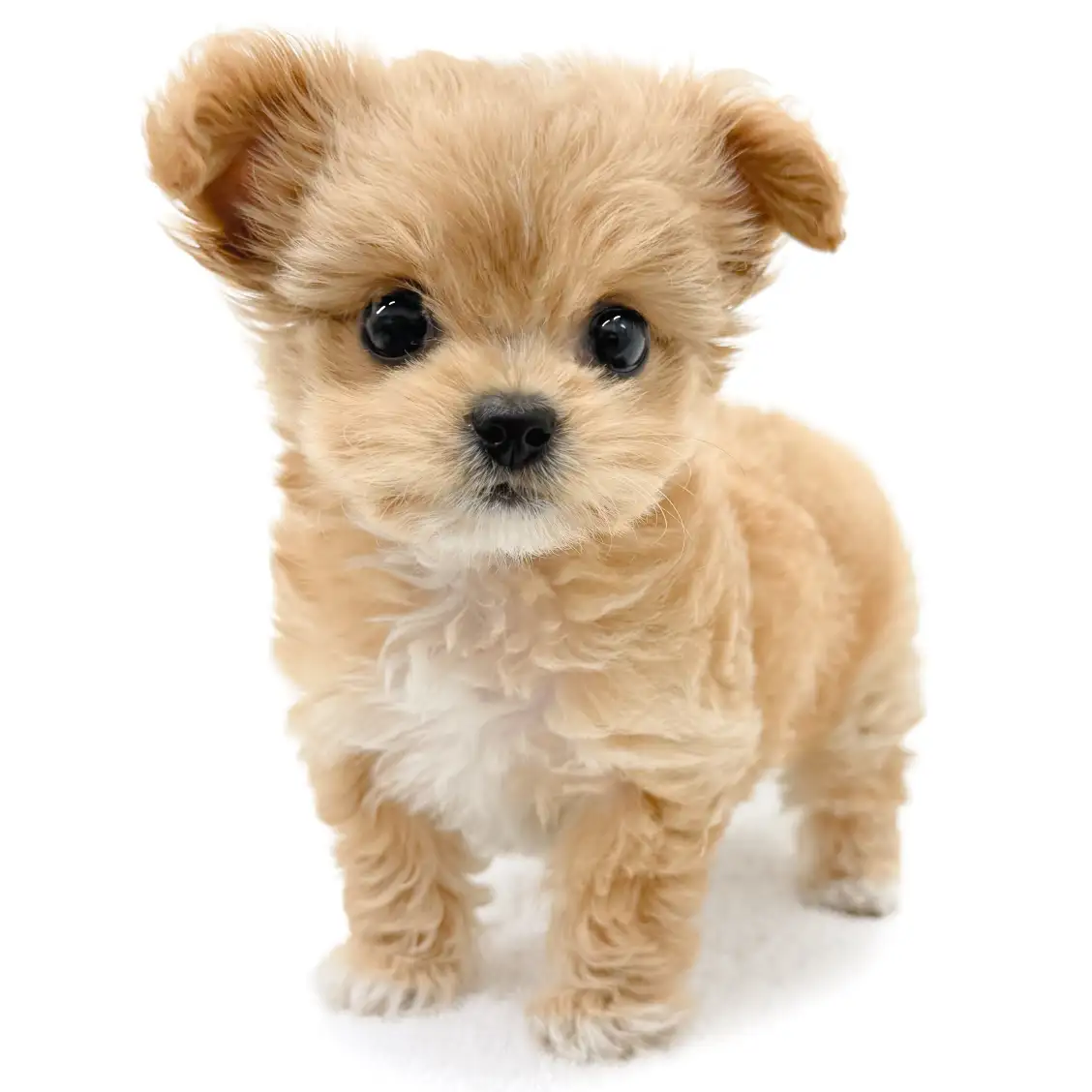 MIX（チワワ×トイプードル）