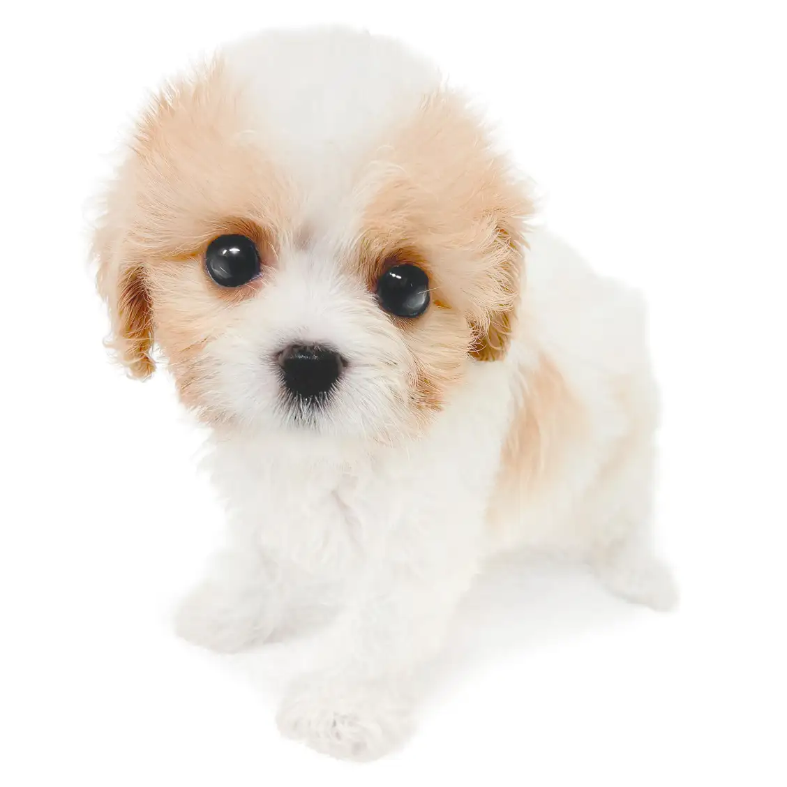 MIX（キャバリアキングチャールズスパニエル×ビションフリーゼ）