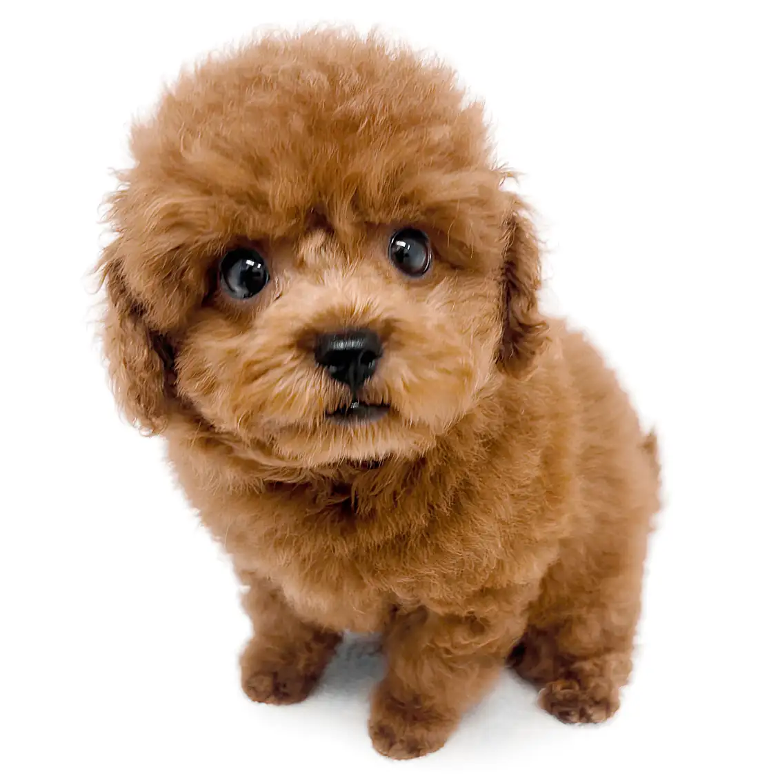 トイ・プードル