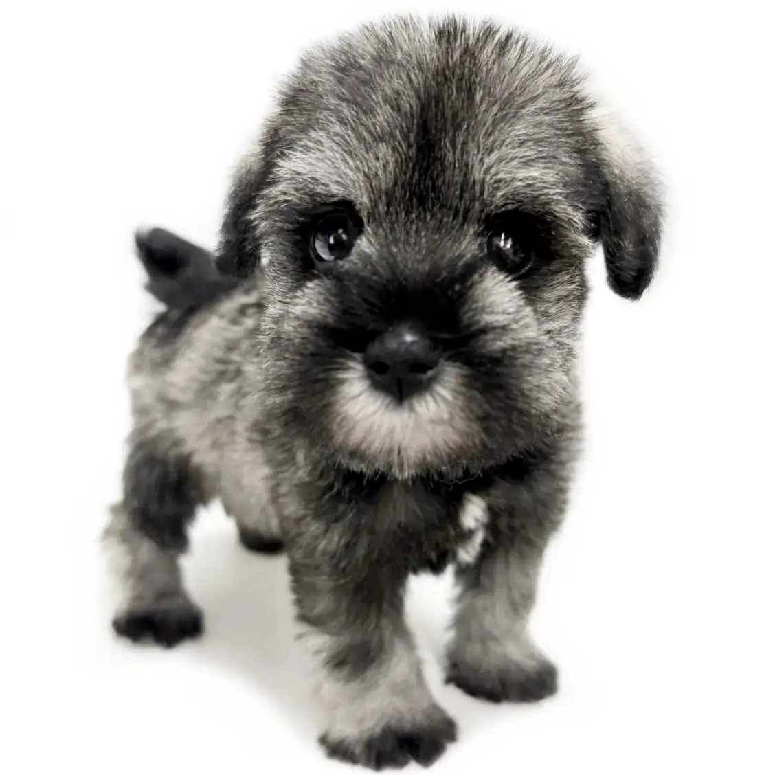 ミニチュア・シュナウザー