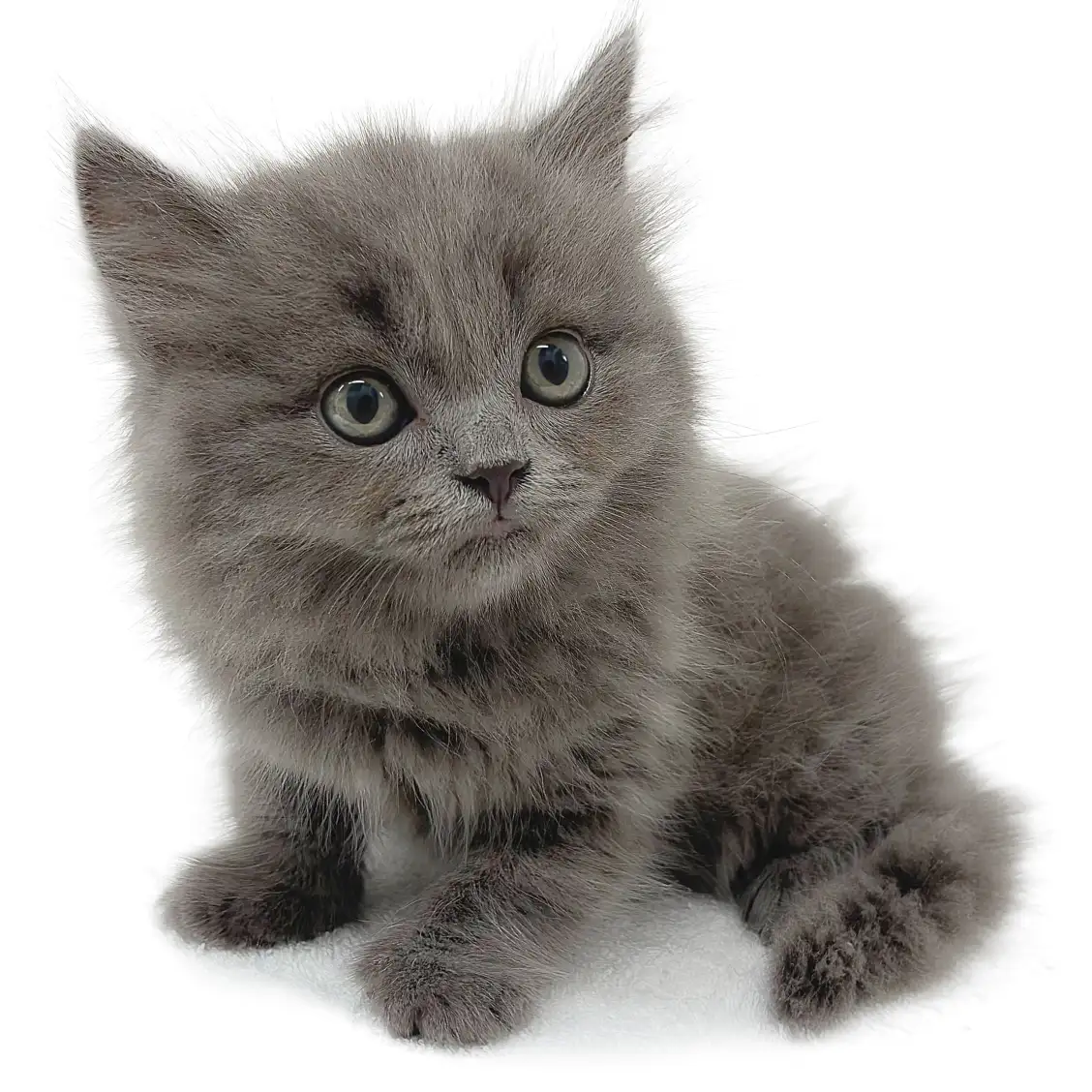 ブリティッシュロングヘア