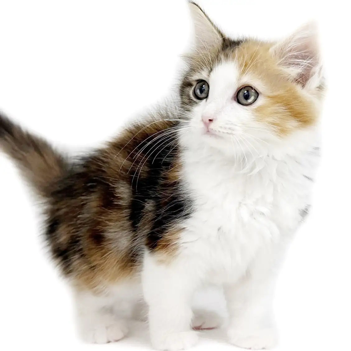 ノルウェージャンフォレストキャット