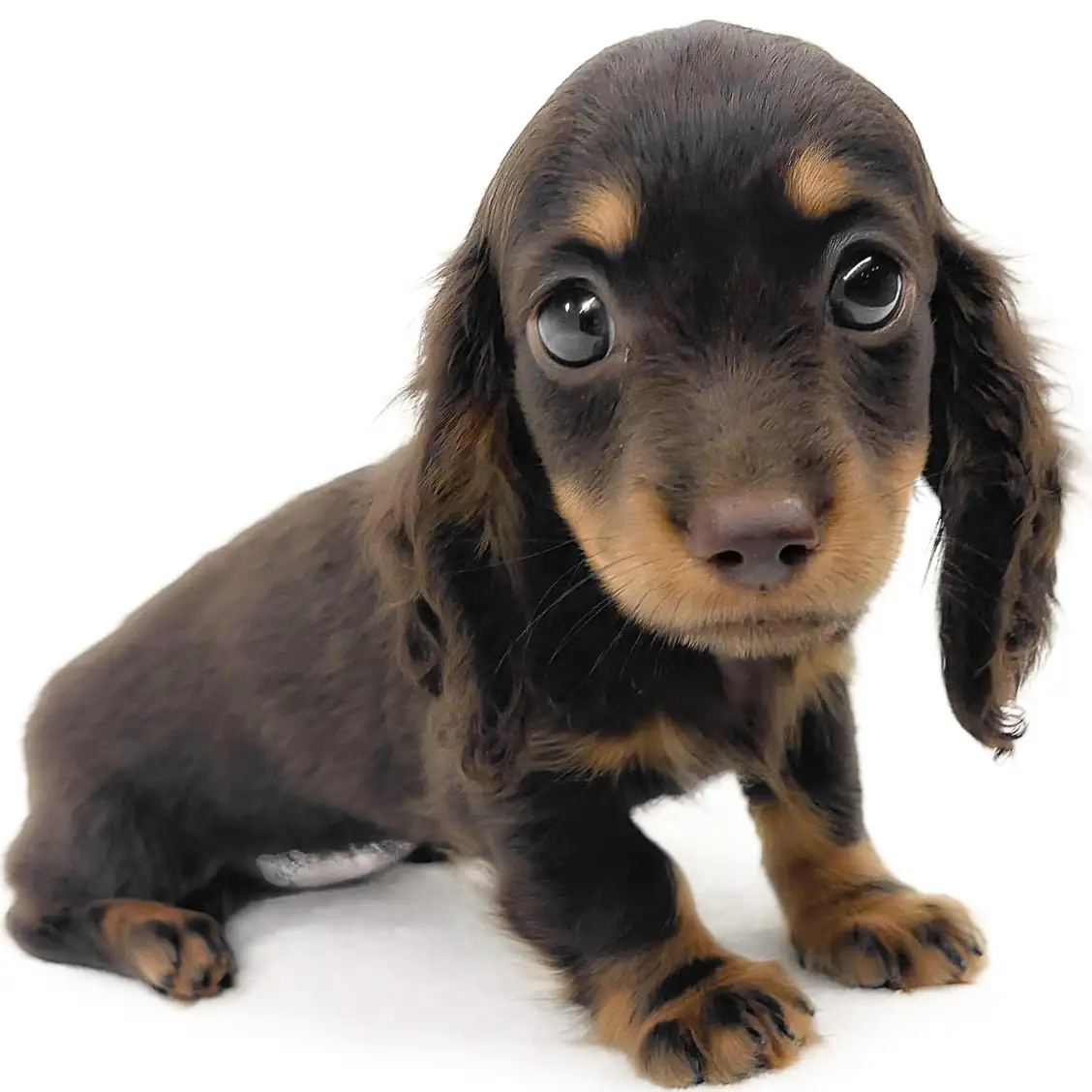 ミニチュア・ダックスフント