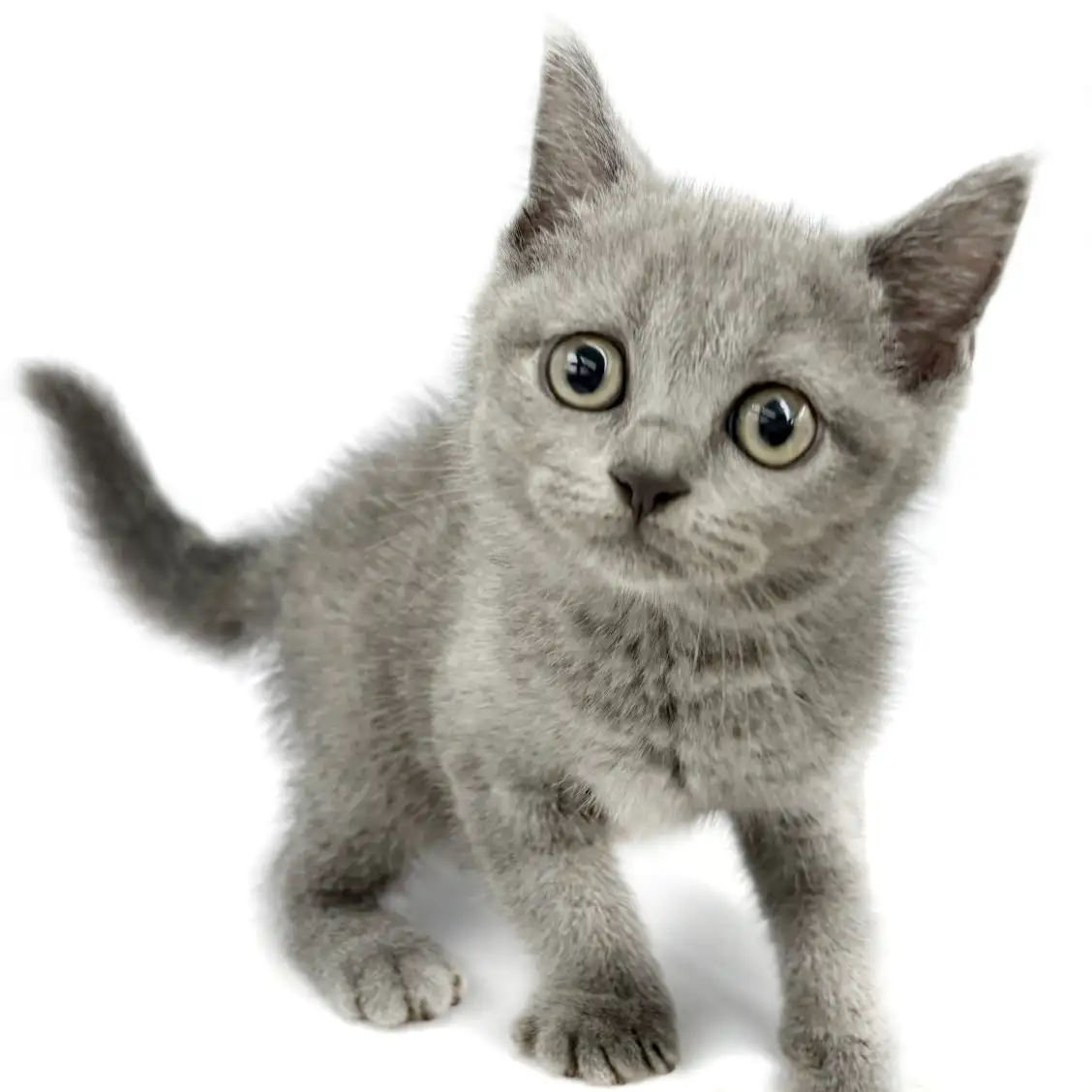 ブリティッシュショートヘア