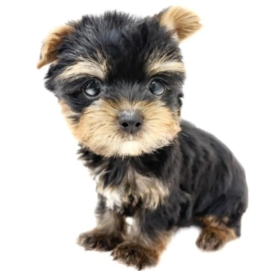 ヨークシャーテリア