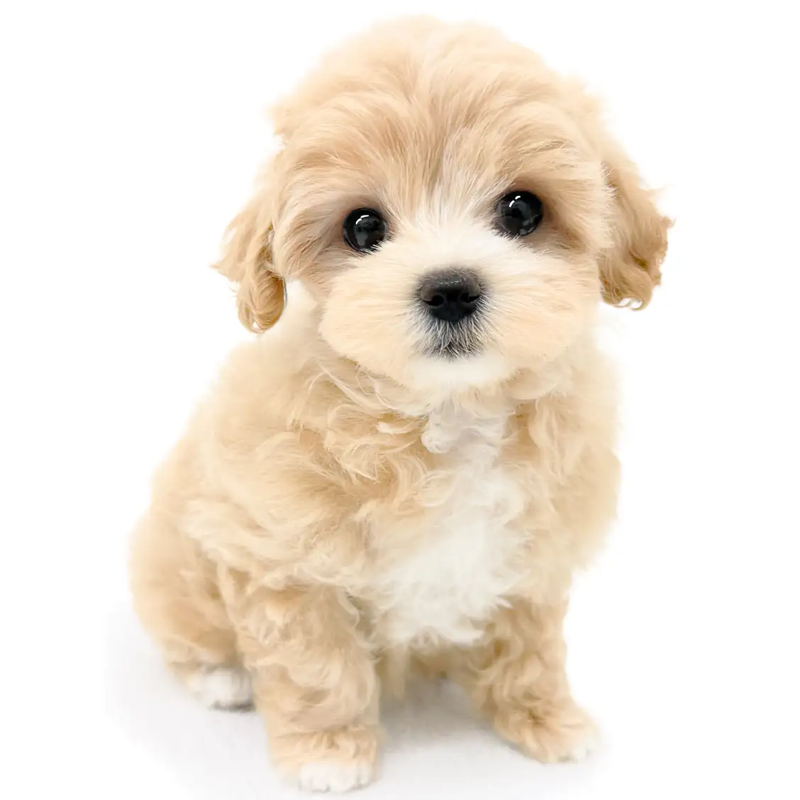 MIX（マルチーズ×トイプードル）