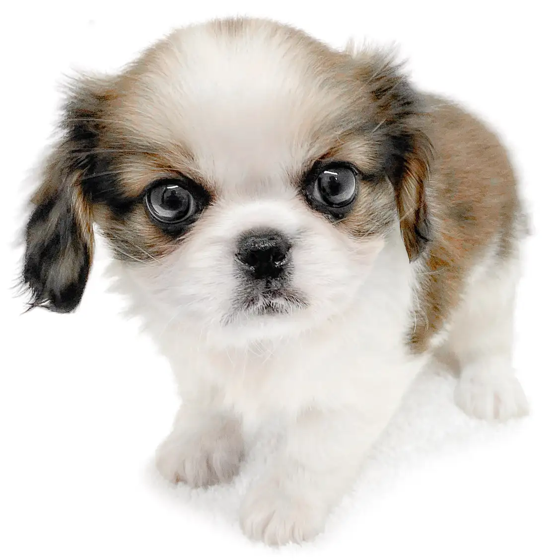 MIX（ペキニーズ×キャバリアキングチャールズスパニエル）