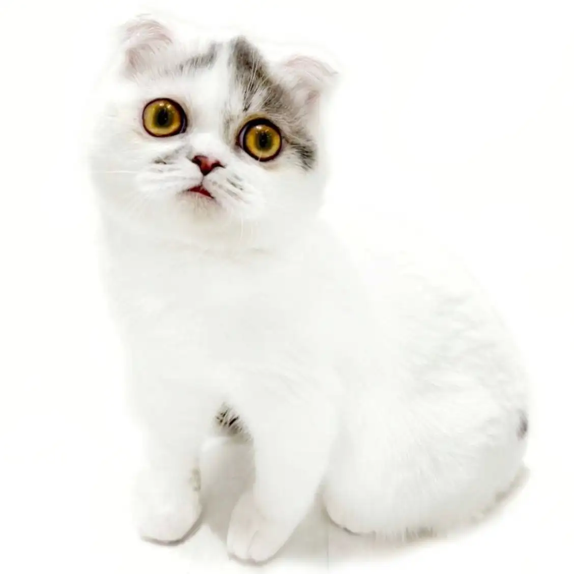 フォールデックス