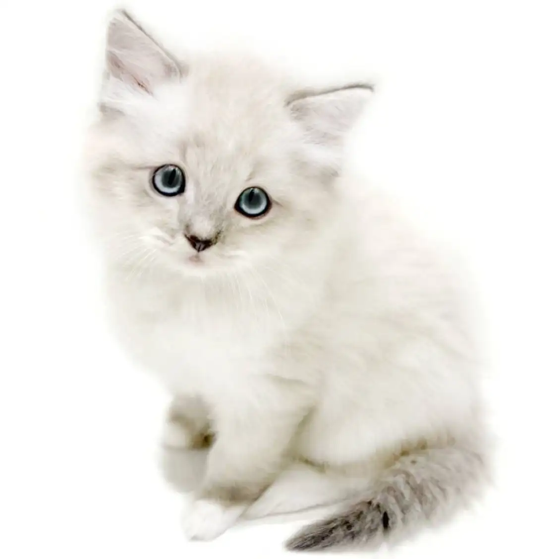 ネヴァマスカレード