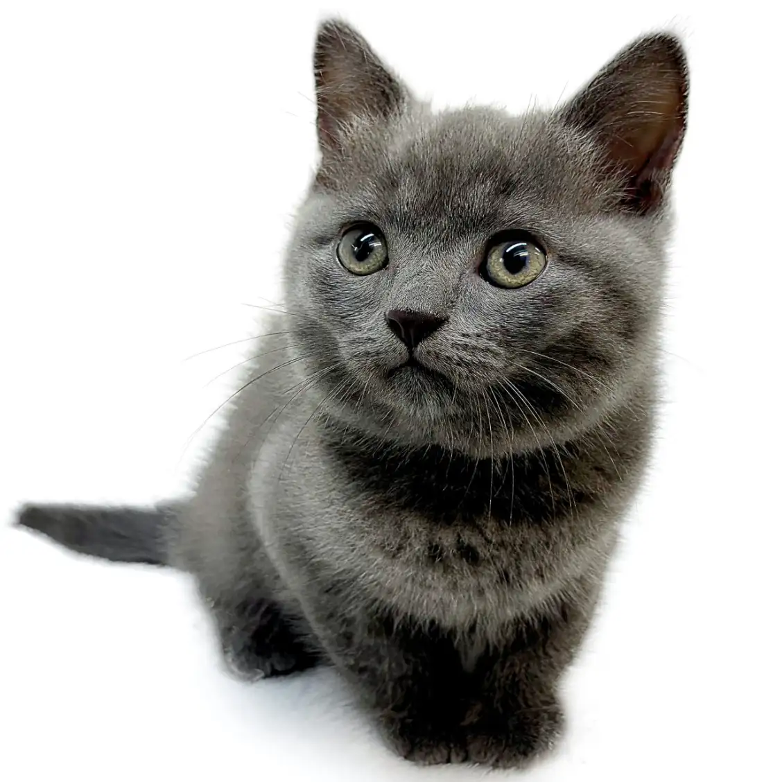 ブリティッシュショートヘア