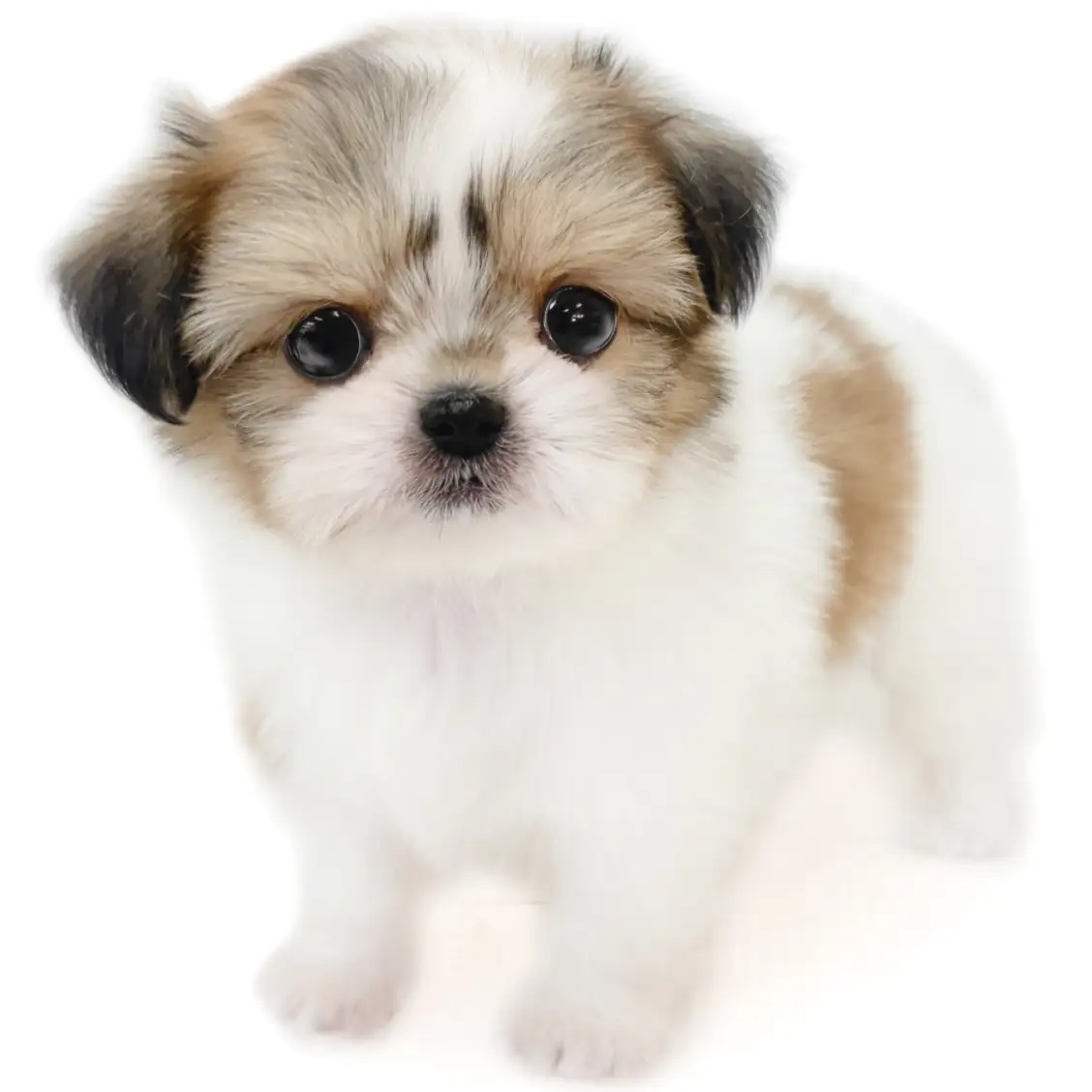 MIX(チワワ×シーズー)