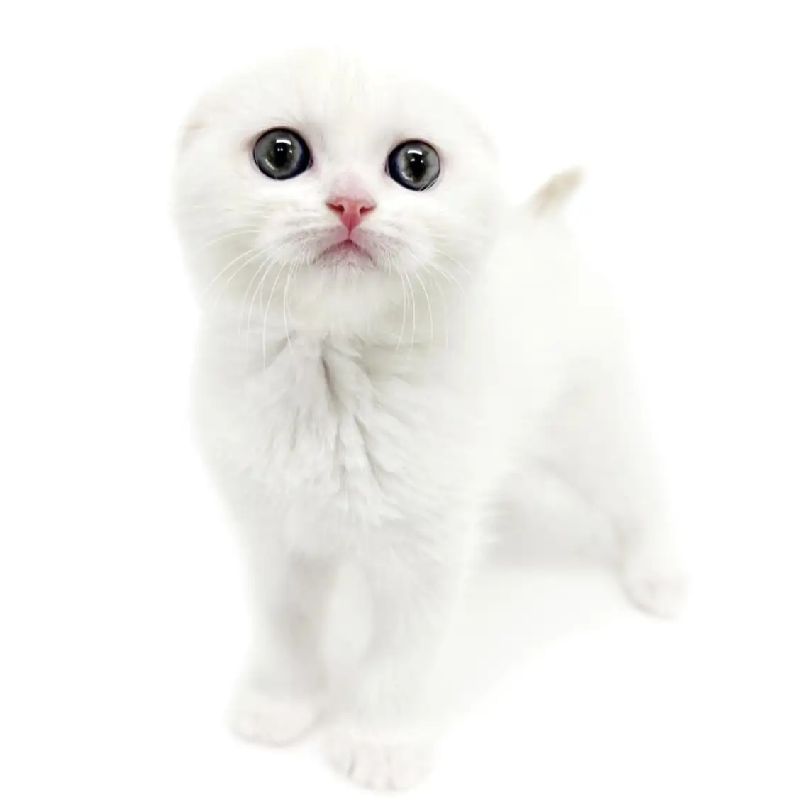 スコティッシュフォールド