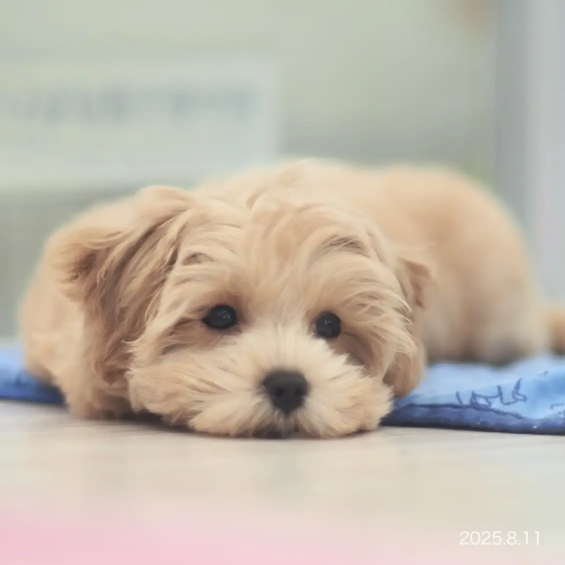 MIX（マルチーズ×トイプードル）