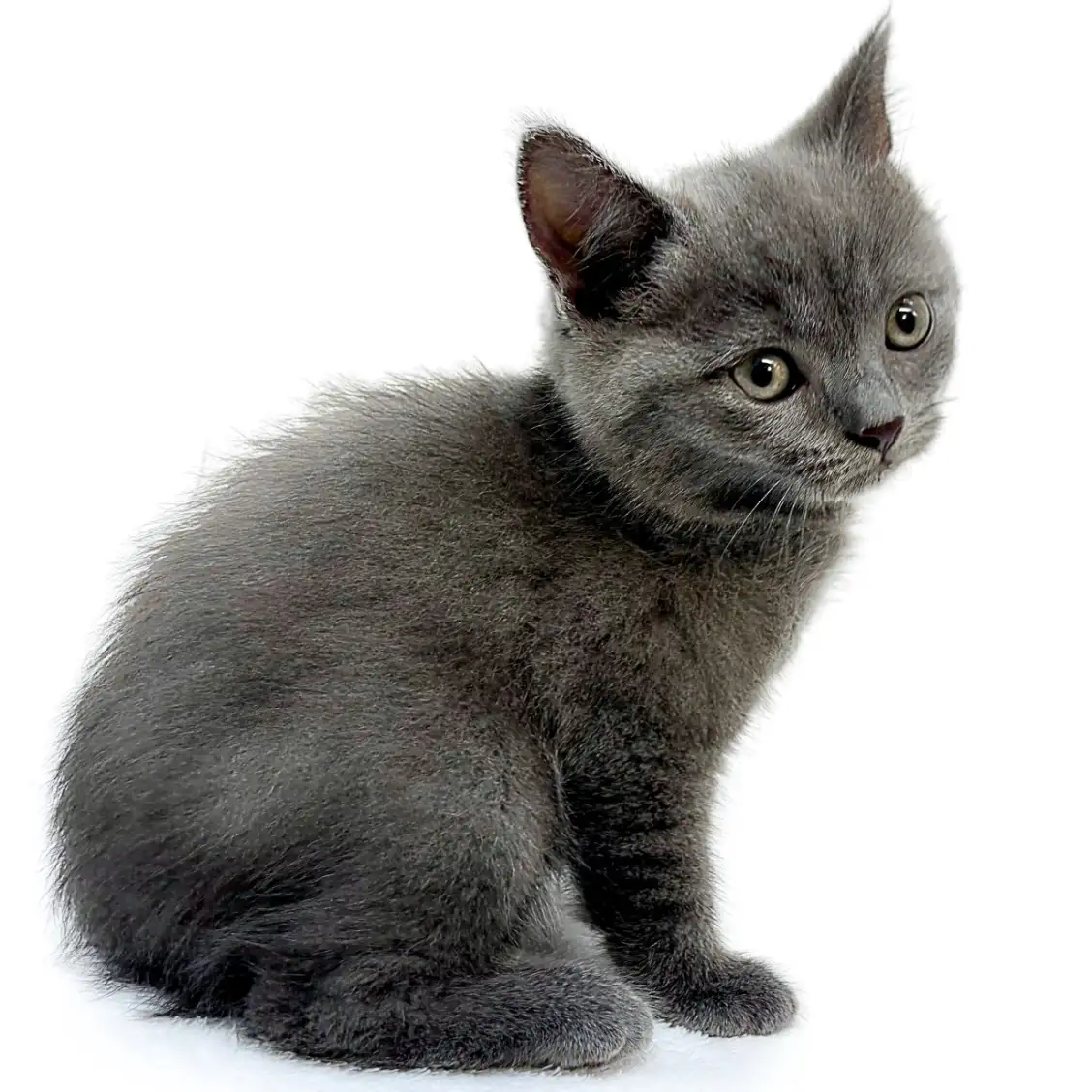 ブリティッシュショートヘア