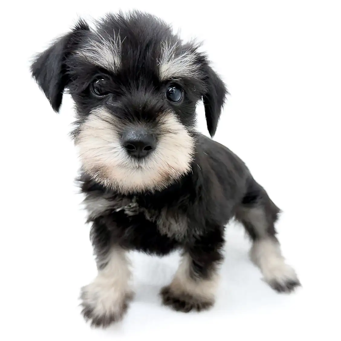 ミニチュア・シュナウザー