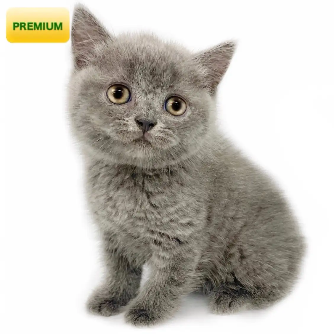 ブリティッシュショートヘア