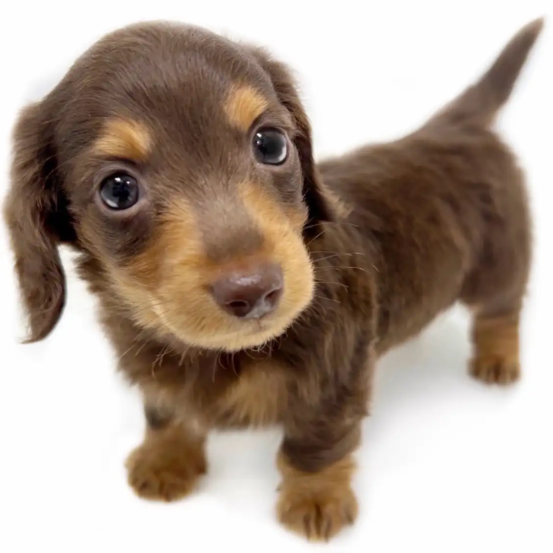 ミニチュア・ダックスフント